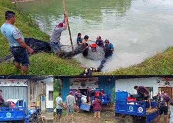 Proyecto acuícola del Datem del Marañón garantiza pescado fresco y seguro para comedores populares