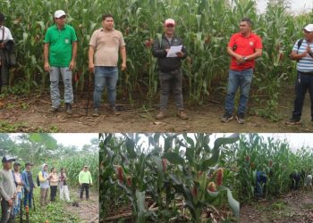Datem del Marañón impulsa desarrollo agrario sostenible con proyectos productivos de arroz y maíz