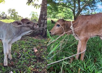 Proyecto ganadero rinde frutos en Angamos: nacen terneros de alta genética que impulsan la economía rural