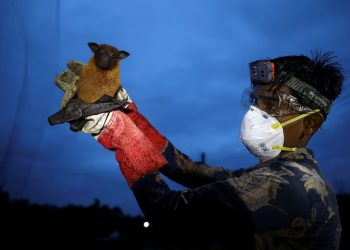 NIPAH: El nuevo virus asiático que no tiene cura ni vacuna