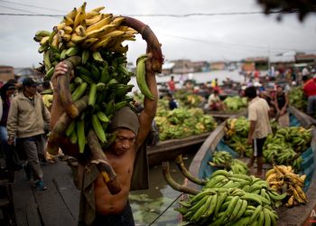 Loreto concentra el 14% de la producción nacional de plátano y sostiene a más de 32 mil productores
