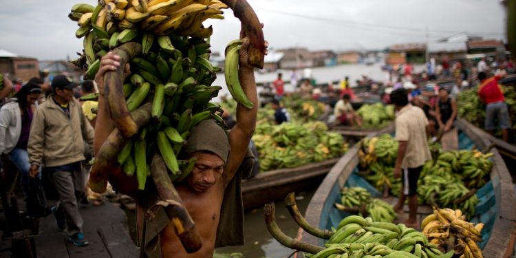 Loreto concentra el 14% de la producción nacional de plátano y sostiene a más de 32 mil productores
