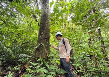 LORETO: SUPERVISIÓN FORESTAL SUPERA LAS 79 000 HECTÁREAS DURANTE 2025