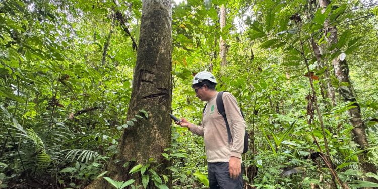 LORETO: SUPERVISIÓN FORESTAL SUPERA LAS 79 000 HECTÁREAS DURANTE 2025