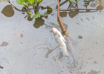 Derrame de petróleo agrava crisis ambiental en el Amazonas: reportan peces muertos
