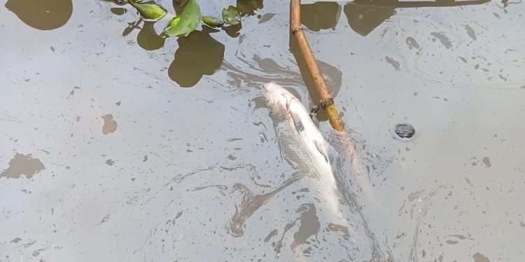 Derrame de petróleo agrava crisis ambiental en el Amazonas: reportan peces muertos