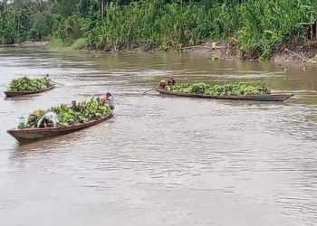Gestión municipal impulsa comercialización de más de 20 mil racimos de plátano en Datem del Marañón