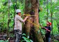 EL OSINFOR SUPERVISARÁ MÁS DE 337 000 HECTÁREAS DE BOSQUES EN 2026