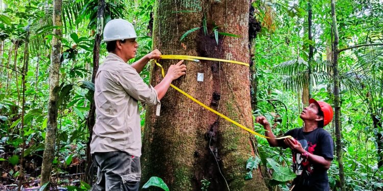 EL OSINFOR SUPERVISARÁ MÁS DE 337 000 HECTÁREAS DE BOSQUES EN 2026