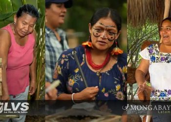 Día Mundial de las Abejas: tres iniciativas de mujeres indígenas para proteger a estos polinizadores en Latinoamérica