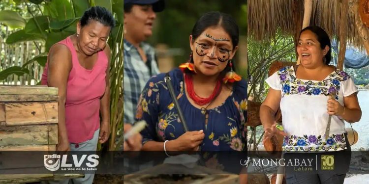 Día Mundial de las Abejas: tres iniciativas de mujeres indígenas para proteger a estos polinizadores en Latinoamérica
