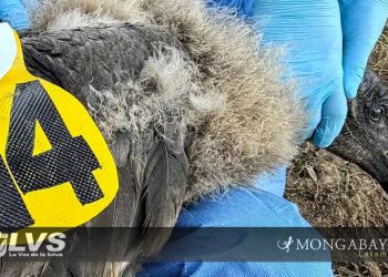 Uchuy es el primer polluelo de cóndor andino que lleva un transmisor satelital en Perú