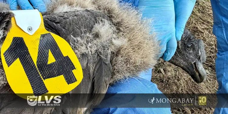 Uchuy es el primer polluelo de cóndor andino que lleva un transmisor satelital en Perú
