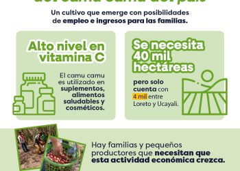 ¡Loreto concentra el 88% de la producción nacional de camu camu!