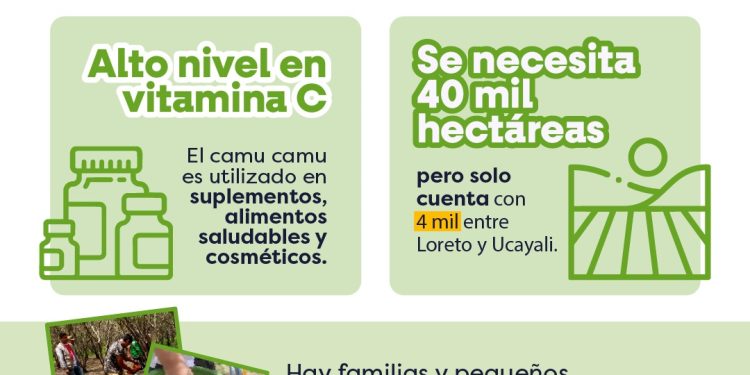 ¡Loreto concentra el 88% de la producción nacional de camu camu!