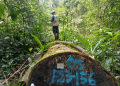 Loreto: Supervisión forestal redujo en más del 99% el reporte de árboles fantasma