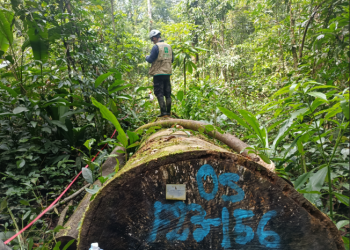Loreto: Supervisión forestal redujo en más del 99% el reporte de árboles fantasma