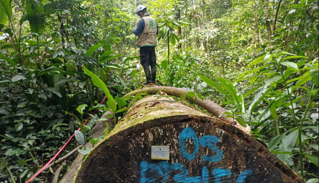 Loreto: Supervisión forestal redujo en más del 99% el reporte de árboles fantasma