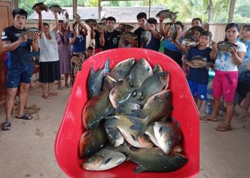 Wawajín celebra exitosa cosecha de peces gamitana