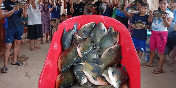 Wawajín celebra exitosa cosecha de peces gamitana