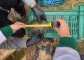 SERFOR cumplió su rol técnico y legal tras operativo contra el tráfico de fauna silvestre en Loreto