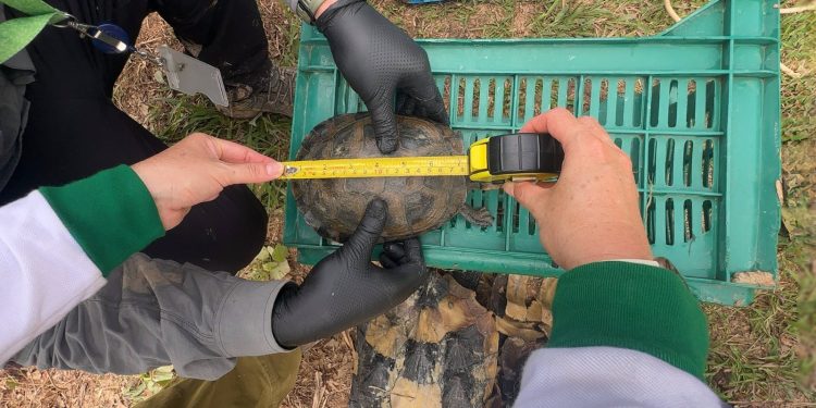 SERFOR cumplió su rol técnico y legal tras operativo contra el tráfico de fauna silvestre en Loreto