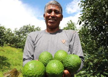 MIDAGRI: Perú consolida su liderazgo mundial en palta Hass con 505 mil toneladas exportadas en el primer semestre de 2026