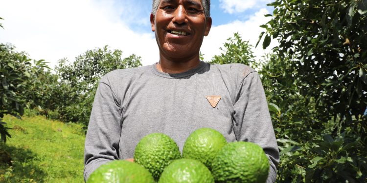 MIDAGRI: Perú consolida su liderazgo mundial en palta Hass con 505 mil toneladas exportadas en el primer semestre de 2026