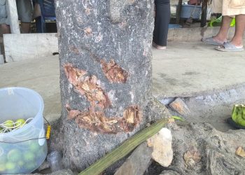 Árbol de castaña amortigua impacto de vehículo y evita tragedia