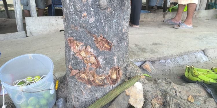 Árbol de castaña amortigua impacto de vehículo y evita tragedia