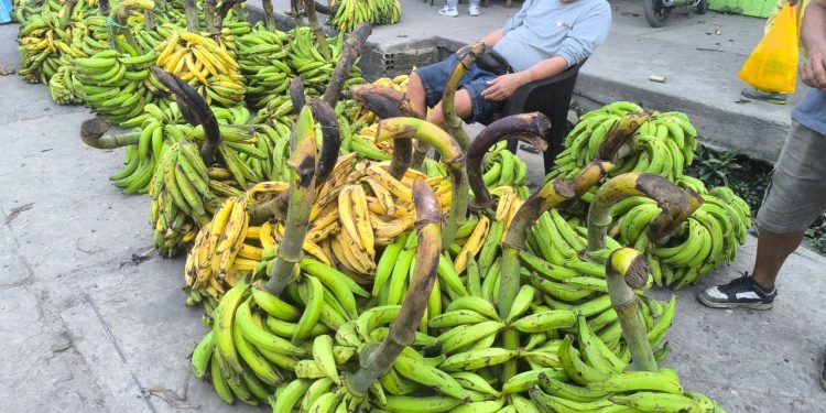 Descenso de los ríos provoca desabastecimiento y alza en el precio del plátano en los mercados de Iquitos